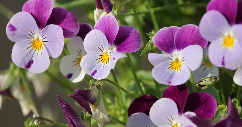 Activités à faire dehors dans son jardin : ne les sous-estimez pas