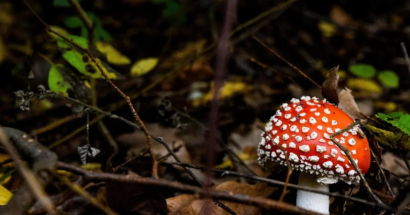 Quelle saison pour le camping nature solo ?