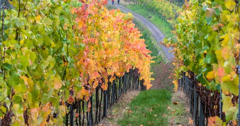 Randonnée, vélo et vignoble : les sorties nature qui ne demandent aucune réservation